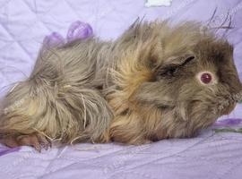 BEAUTIFUL BABY GUINEA PIGS