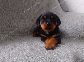 German rottweiler puppies