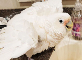 Full white cockatoo Glasgow