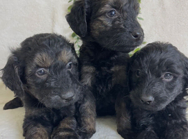 STUNNING DNA TESTED GOLDENDOODLES