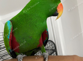 Tame and talkative eclectus parrot