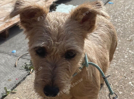 Jackrussell x border