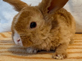 A gorgeous mini plush lop