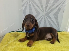 Chocolate and tan dashund puppy last 1 reaming