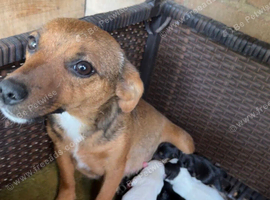 Jack Russell puppies