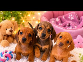 Beautiful miniature dachshund puppies READY NOW