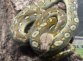 Super dwarf retic female