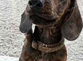 Gorgeous Dachshund Puppies