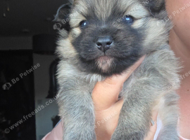 Beautiful sable boy puppy
