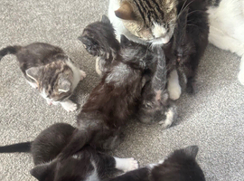 Kittens