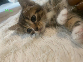 2 kittens for forever home