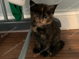 Kittens Ready For New Home