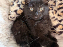 Female fluffy friendly black kitten