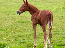 Cheastnut gelding