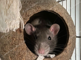 3 female rats