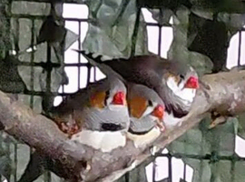 3 young male zebra finches