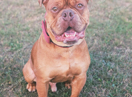 3 year old bulldog