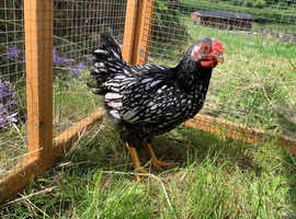 Silver laced Wyandotte bantam