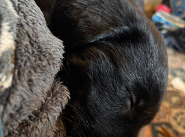 Lab cross pup