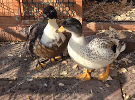 Call duck males