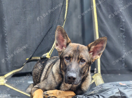 Male German shepherd