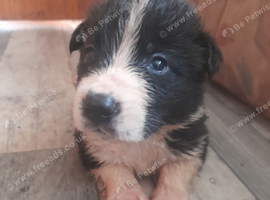 Akita puppy's for sale