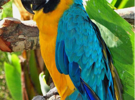 WANTED - ANY UNWANTED BIRDS/PARROTS GOOD HOME AWAITS !