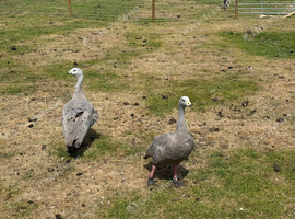 Cape Barron geese