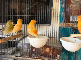 Canary&rsquo;s