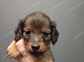 Tiny longhaired dachshunds