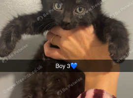 Maine coon X kittens