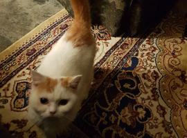 British short hair cross. Now rehomed!