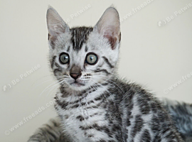 Ready Gorgeous Silver Black Rosette Bengal Kitten