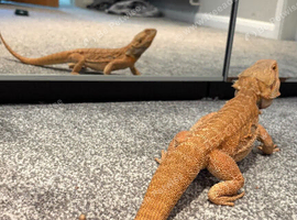 Bearded dragon