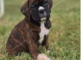 Beautiful Purebred Boxer