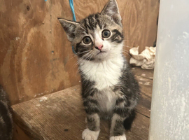 Beautiful kittens for sale