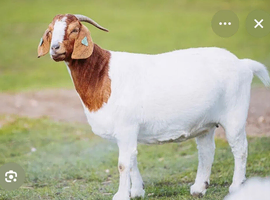 Goats wanted