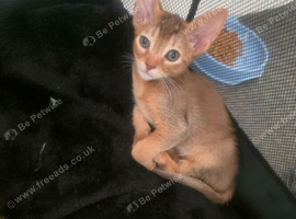 Abyssinian cross kittens looking for their new homes