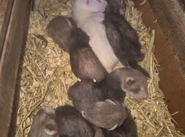 1 mother and 8 babys