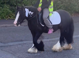 For sale diamond 7yo cob mare