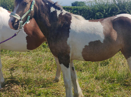 Beautiful Dun and white 2y Filly.
