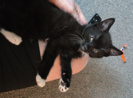 1 Kitten for sale