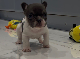 French bull dog pups