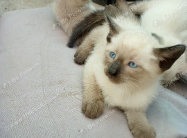 Beautiful Siamese kittens ready for a loving home these kittens are mixed with blue point and Oriental Siamese mum and Dad can be seen as there our fa