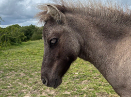 Stunning Miniature Shetland Yearling
