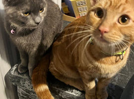 Brother and sister kittens