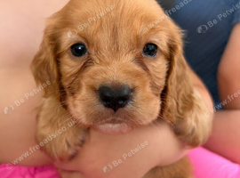 Stunning working spaniels. 1 Boy LEFT!!