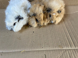 Baby Male Guinea Pigs For Sale