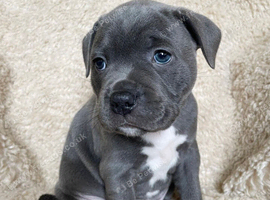 Blue Staffordshire bull terrier puppies