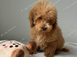 Poochon puppy's